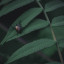 natureraisedphotography