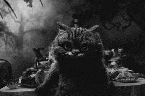 utopem:  byebye little cat 