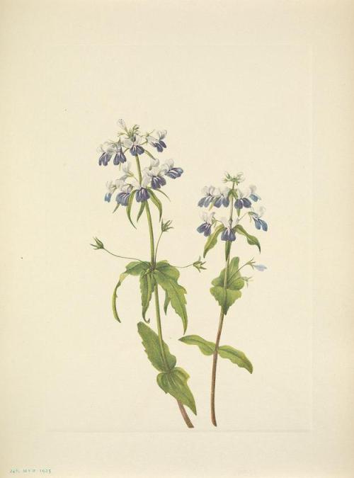 smithsonianlibraries:Another for Women’s History Month, some botanical illustrations from one 