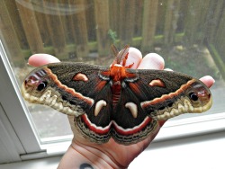 bogleech:  thesummerofmoths:  Cecropia Moth  It’s the saddest most fanciful thing that these big weird fluffy fairy monsters are so geared just to mate and die that they don’t have any mouth whatsoever. 