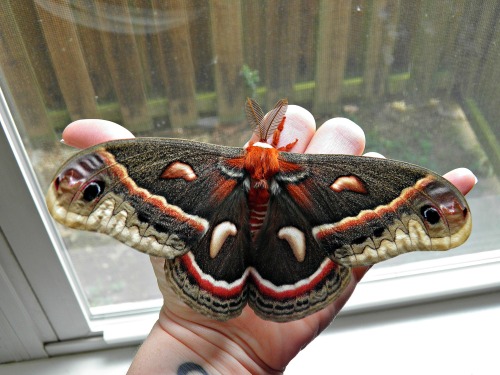 glitchmoose: thesummerofmoths:Cecropia Moth @azra-idek