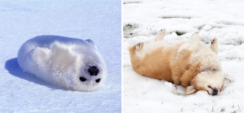 queen-of-cooking:woodelf68:awesome-picz:Seals Are Actually Ocean Puppies.Myth: Confirmed!In Hebrew w