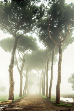 decepticun:  Foggy Rome | by luigig75