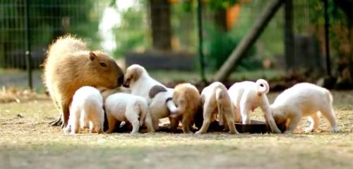 dodosite: The orphaned puppies who show up at the doors of the Rocky Ridge Refuge all find themselve