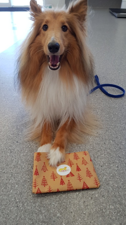 Atticus and I had to work all day today so I let him open his secret santa gifts! Thank you @blueboy