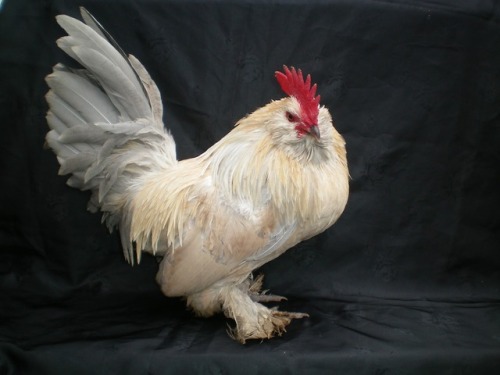 chickenoftheday:Belgian D’uccle bantam, porcelain colourationx