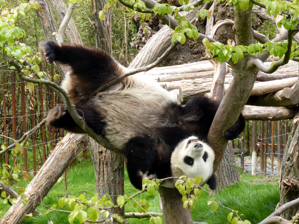 giantpandaphotos:  Hao Hao at Pairi Daiza in Belgium on May 3, 2014. © Zoo Fan