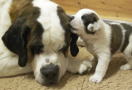 thecutestofthecute:More dogs with their babies.