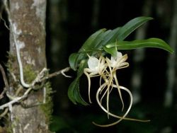 orcheeder:  Angraecum conchoglossum Schltr. Photo originally published in here. Read more about this orchid. #orchids #gardening #flowers 