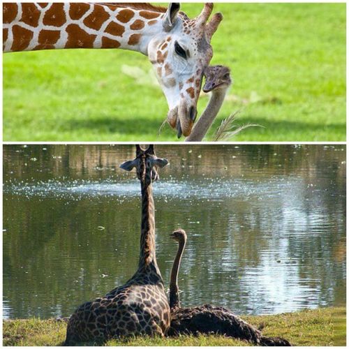 lostinhistory:  glitterobservatory:  theilllestvillain:  waveofemotions:  I NEVER WANT THIS POST TO END  SAME  the second pic of the elephant and dog though. holy crap that’s graceful  THE OSTRICH AND THE GIRAFFE 