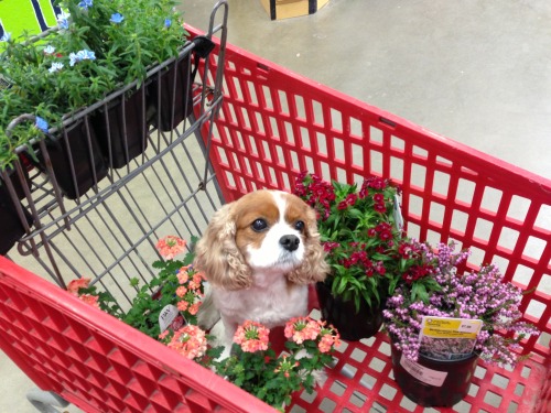 awwww-cute:  Izzy helping me shop (Source: http://ift.tt/1WhDn6a)