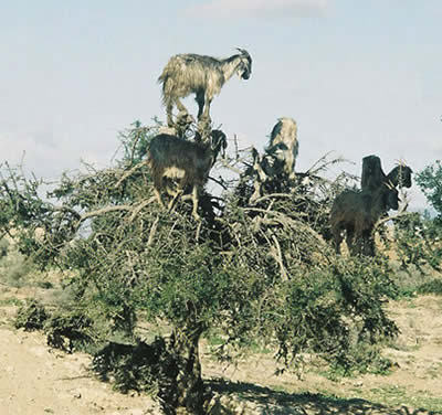 sixpenceee:Morocco’s Climbing GoatsGoats on trees are found mostly only in Morocco.