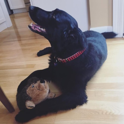 99animals:Dog