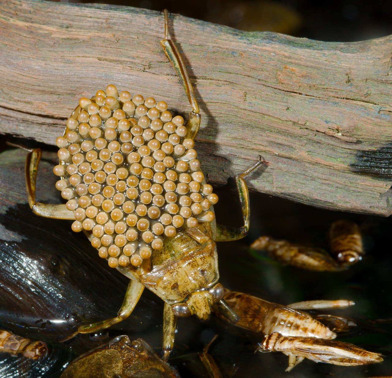 Nature And More Males Giant Water Bugs Are Responsible Dads What