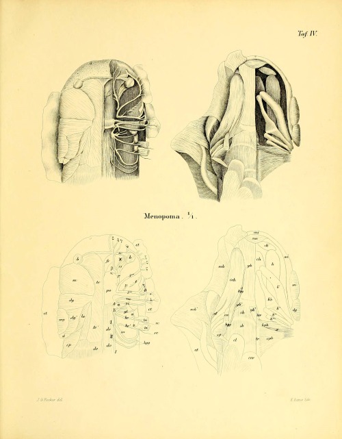 wapiti3:    Anatomical memoirs about the perennibranchiaten and derotremen    explanations of plates here   By Fischer, J. G. (Johann Gustav), 1819-1889   Publication info Hamburg: O. Meissner, 1864th   BHL Collections: Ernst Mayr Library of the MCZ,