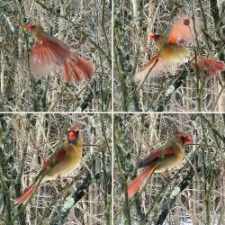 Um&hellip; is there a reason this Cardinal is violently trying to break through my windows?? (Rafael is upstairs napping and I&rsquo;m sitting on the couch, away from both windows, so I know we&rsquo;re not bothering her&hellip;)