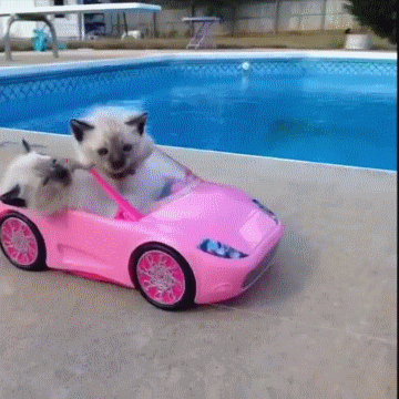 Porn photo catgifcentral:  Who’s Driving?   Barbie