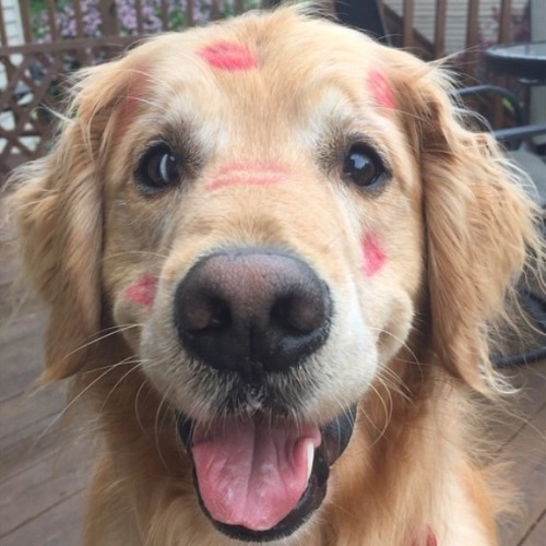 cute-overload:  Pup got some smoocheshttp://cute-overload.tumblr.com source: http://imgur.com/r/aww/rsiCk7r