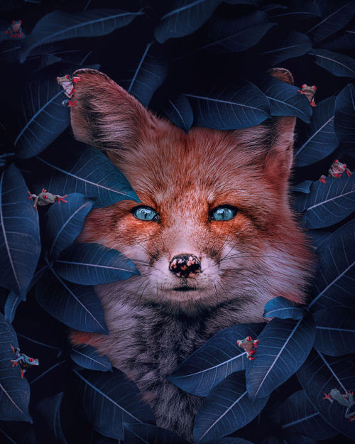 16 Stunning Animal Portraits By Andreas Häggkvist To Raise Awareness For Endangered Species