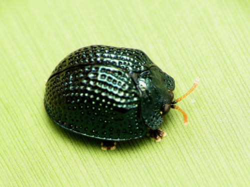 onenicebugperday:Palmetto tortoise beetle, Hemisphaerota cyanea, Chrysomelidae, adults and
