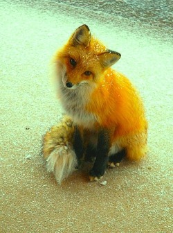 earthlynation:  Red Fox by Adeline Schone