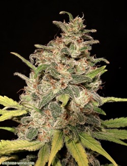 trichome-world:  Medical cannabis macrounder 400HPS