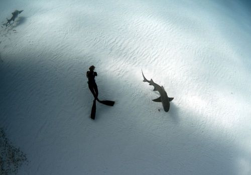 favlt: Beauty and The Beast A female freediver takes in the underwater scene, as a lemon shark slowl