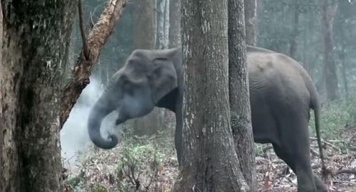 Elephant caught on video mysteriously &lsquo;breathing smoke' 