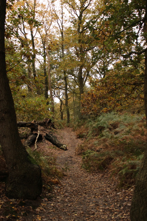 The “Blue Chamber” and the Grebbeberg, Gelderland, The NetherlandsNovember 2019 © JB