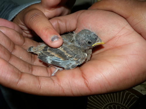 a house finch fledgling (haemorhous mexicanus)