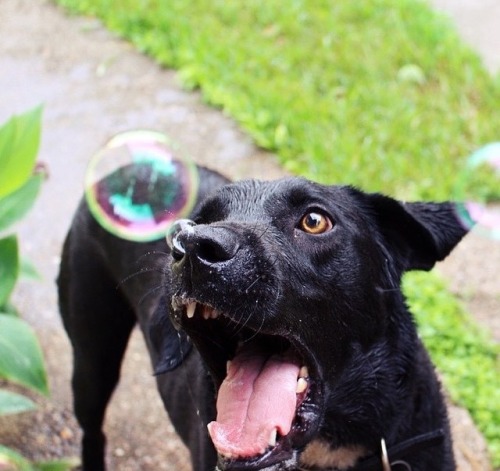 Sex handsomedogs:  Milo’s first time with bubbles.. pictures
