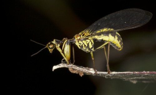 onenicebugperday:Yellow mantidfly, Spaminta minjerribae, Mantispidae Found on the southeastern 