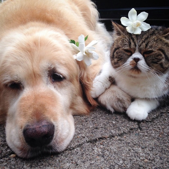 a-greek-goddess:  catsbeaversandducks:  Oliver the Dog and Arashi the Cat: the cutest