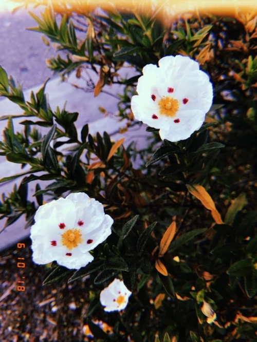 7.16.18 - More plant pics I took with huji and never posted - all from my weekend trip to San Diego 