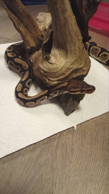 katandsnake: Pretty nerd