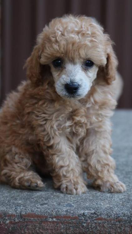 - Toy Poodle. Want more? Follow:dogsandpupsdaily.tumblr.com/