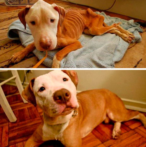 ADOPTA, NO COMPRES.
