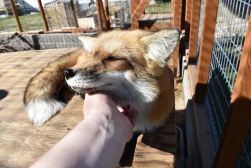 Love the way she poses, she is such a sweet happy little foxy ^^ She’s getting so floofy too! :D 