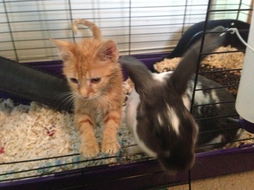 A story of a kitten and his unlikely companion...