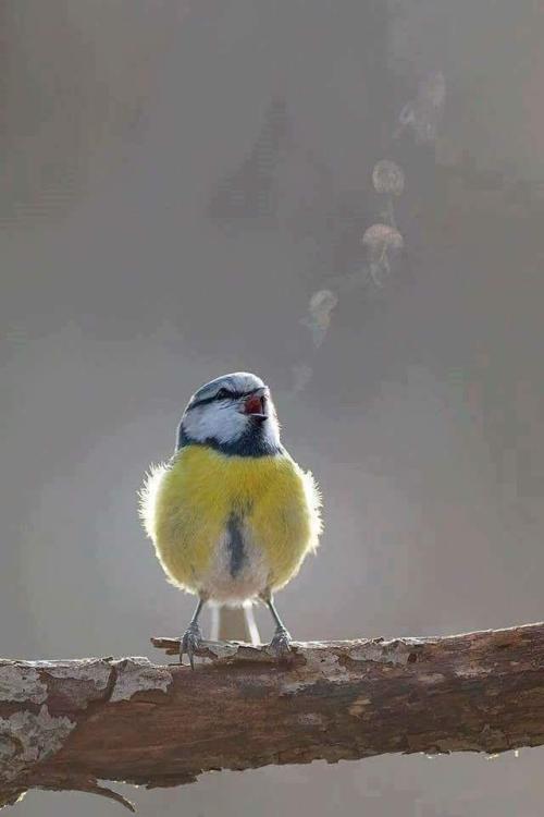 https://en.wikipedia.org/wiki/Eurasian_blue_tit