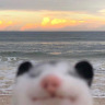 Porn photo whenifeellikeitpossums: