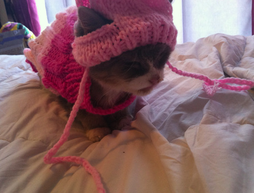 accio-bradfordbadboi:  We had to shave our cat because she had mats in her fur. But then she was cold. So we bought her a sweater.  It also came with a little hat.  My cat hates me.  