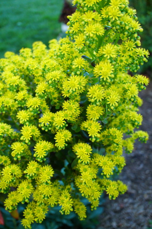 flora-file: flora-file: My Own California Superbloom in my front yard Last Year… This year lo