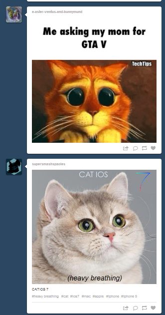 Dash did a thing about cats