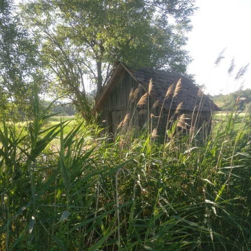 Found a cute shed when I wen running