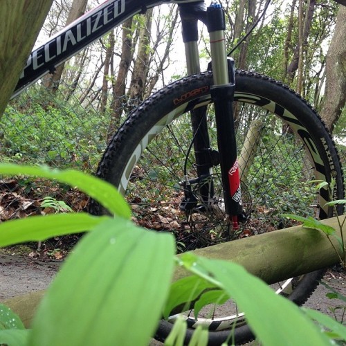 Second nature #mtb #forest #specialized #asturiasbike