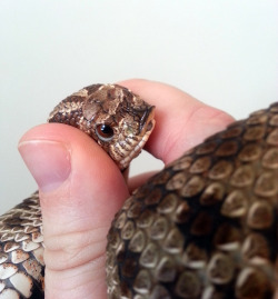 hannibalthekingsnake:  solid-snakes:&ldquo;Why you squeeze me?&rdquo;(For the record, I was barely holding her—she’s just that squishy.)  MY HAND SLIPPED