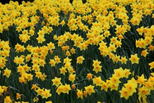 sunnytravler: “A flower blossoms for it’s own joy.” -Oscar Wilde