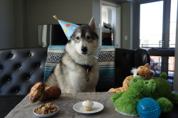 bigwolfdoglittlepom:  borisandtasha:  Excuse me.. can I plz has birthday too? :3  😂😂😂her face 