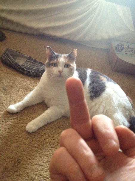 thecutestcatever:shitpostempire:Fuck you, cat - a series by 4chanBUT WAIT THERE’S MORE And in an alt